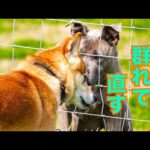 【噛み犬】柴犬Mix千春くん群れに入れていきます！(YouTube)