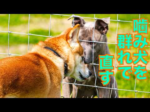 【噛み犬】柴犬Mix千春くん群れに入れていきます！(YouTube)