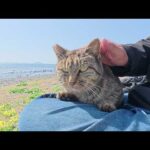 キジトラ猫ちゃんが人間のひざにチョコンと座って海の景色を眺める(YouTube)