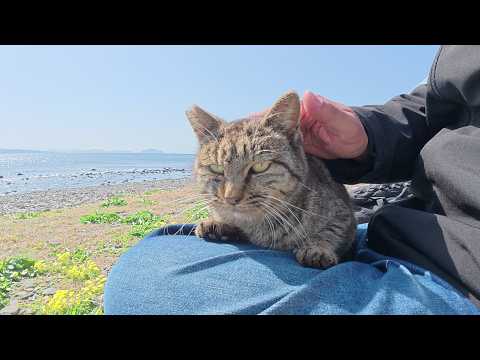 キジトラ猫ちゃんが人間のひざにチョコンと座って海の景色を眺める(YouTube)