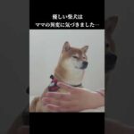 優しい柴犬はママの異変に気づきました‥ #shibainu #犬との暮らし　#体調不良(YouTube)