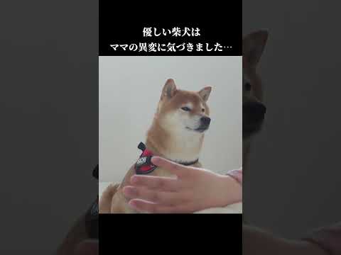 優しい柴犬はママの異変に気づきました‥ #shibainu #犬との暮らし　#体調不良(YouTube)
