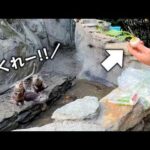 コツメカワウソたちの必死のおねだりが可愛すぎたので七草をあげてみたら…(YouTube)