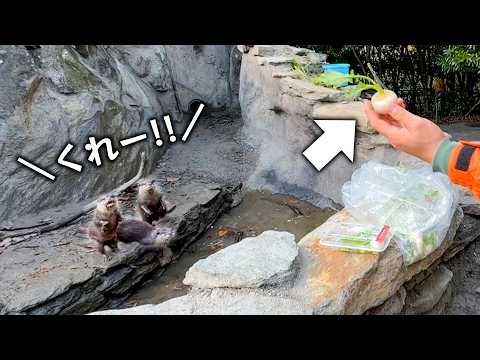 コツメカワウソたちの必死のおねだりが可愛すぎたので七草をあげてみたら…(YouTube)