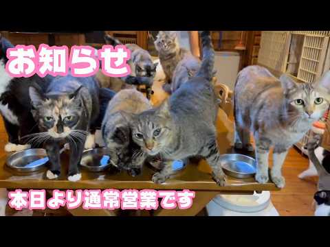 お知らせ  本日より通常営業させて頂きます  2026 03 19 1(YouTube)