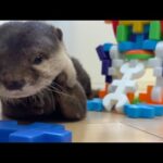 カワウソvs.ロボット Otter vs. Robot(YouTube)