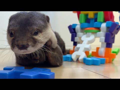 カワウソvs.ロボット Otter vs. Robot(YouTube)