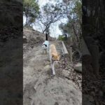 猫と一緒にハイキング(YouTube)