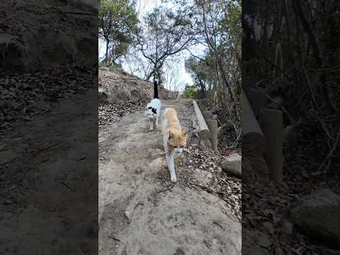 猫と一緒にハイキング(YouTube)