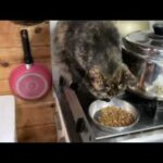 とーさん無事猫娘いっちゃんに会えました(YouTube)