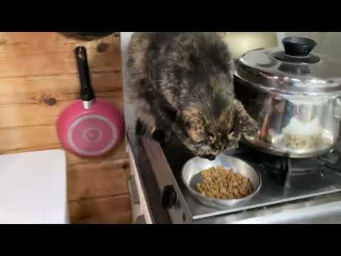 とーさん無事猫娘いっちゃんに会えました(YouTube)