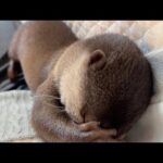 かわい〜く眠りに入るカワウソさくら Sakura the otter drifting off to sleep so cutely(YouTube)