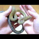 3mになる大蛇の子蛇を育ててみる(YouTube)