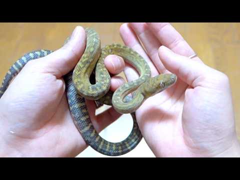 3mになる大蛇の子蛇を育ててみる(YouTube)