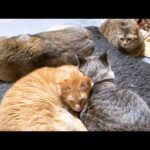 いっぱい甘える妹猫だけど兄猫にとっても癒され甘えれる大切な存在です(YouTube)