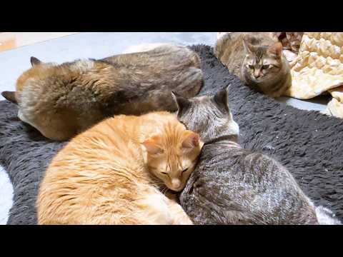 いっぱい甘える妹猫だけど兄猫にとっても癒され甘えれる大切な存在です(YouTube)