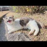 可愛い鳴き声で「もっとモフって～」と要求してくるキジシロ猫ちゃん(YouTube)