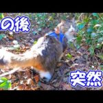 今日はいつにも増してボス吉の足取りが軽快だな～と思ったら‥【ボス猫爆速散歩】(YouTube)