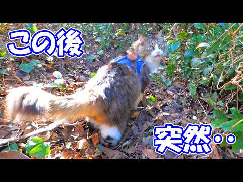 今日はいつにも増してボス吉の足取りが軽快だな～と思ったら‥【ボス猫爆速散歩】(YouTube)