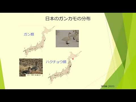 身近な水辺保全講演会「ハクチョウと旅するスワンプロジェクト –知る、考える、水鳥のくらし」(YouTube)