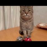 やる気あります、ベル鳴らしの特訓(YouTube)