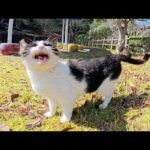 キジシロ猫をモフると、ハチワレ猫が可愛い声で「ボクにかまって！」と訴えてきた(YouTube)