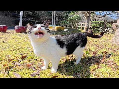 キジシロ猫をモフると、ハチワレ猫が可愛い声で「ボクにかまって！」と訴えてきた(YouTube)