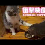 衝撃映像!  カメラは捉えた！ カツアゲするスコ   2026 03 26 2(YouTube)