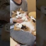 なんかリズムが・・・(YouTube)