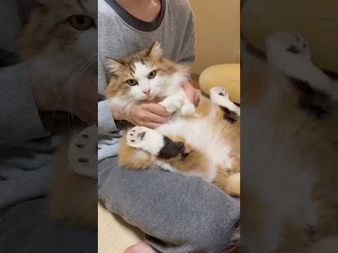 なんかリズムが・・・(YouTube)