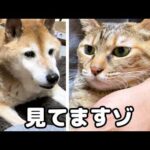 猫たちの爪切りが始まると人間の親のように心配する柴犬パパ(YouTube)
