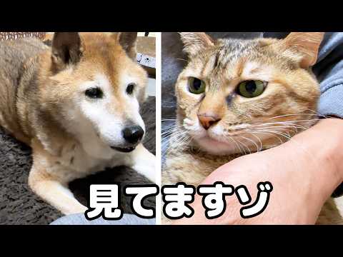 猫たちの爪切りが始まると人間の親のように心配する柴犬パパ(YouTube)