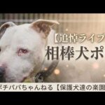 【追悼ライブ】相棒犬ポチ　18時より配信(YouTube)