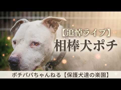 【追悼ライブ】相棒犬ポチ　18時より配信(YouTube)