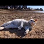 干上がった池の底で寝転がる公園の猫(YouTube)