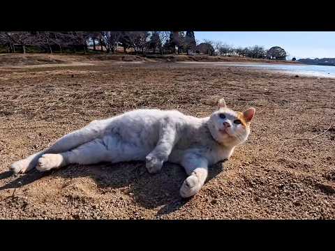 干上がった池の底で寝転がる公園の猫(YouTube)
