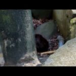 渡る世間はビーバーばかり(YouTube)