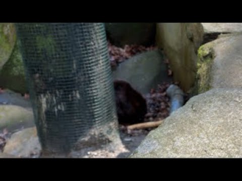 渡る世間はビーバーばかり(YouTube)