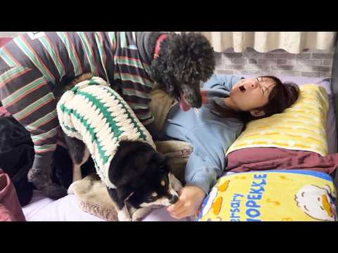 ママが起きないから噛んだり踏んだりしたら起きた時とんでもない光景に・・・(YouTube)