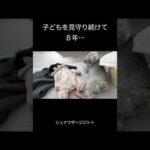 優しすぎるシュナウザーの日常 #犬と赤ちゃん(YouTube)