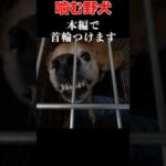 【触るな危険】噛む野犬引き取りました(YouTube)