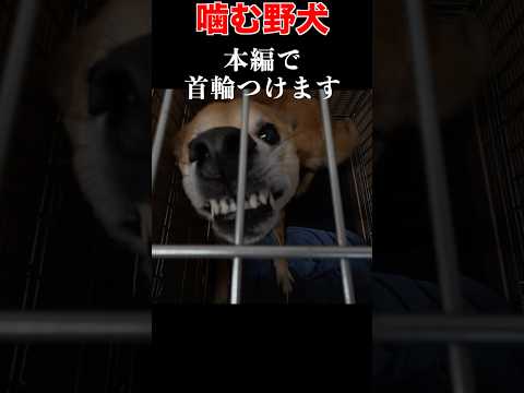 【触るな危険】噛む野犬引き取りました(YouTube)