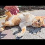 ドロボー髭の茶シロ猫がコテンと寝そべってナデナデを要求してきた(YouTube)