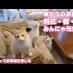 東からのお便り  桃紅・椋・柚子  みｍｍにゃ元気～？ あたしたちはとっても元気にょ！  2026 03 20 2(YouTube)