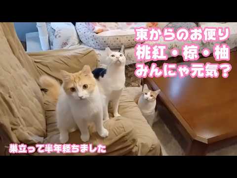 東からのお便り  桃紅・椋・柚子  みｍｍにゃ元気～？ あたしたちはとっても元気にょ！  2026 03 20 2(YouTube)