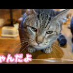 にゃんだよ？デザートまだ？  太郎  2026 03 10 1(YouTube)