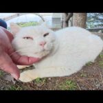 臆病だけど、人間にナデナデされると爆音で喉を鳴らす白猫ちゃん(YouTube)