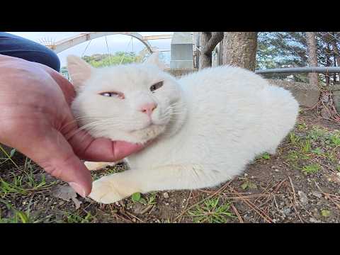 臆病だけど、人間にナデナデされると爆音で喉を鳴らす白猫ちゃん(YouTube)