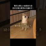柴犬との楽しいお泊まり会なのに、思わぬ出来事が起きてしまい…💦 #怖い #shibainu #可愛い(YouTube)