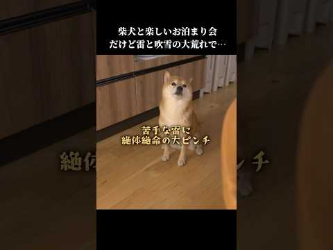 柴犬との楽しいお泊まり会なのに、思わぬ出来事が起きてしまい…💦 #怖い #shibainu #可愛い(YouTube)